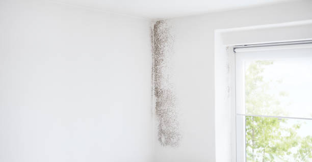 Best Environmental Consulting for Mold Prevention  in Spring Hill, FL
