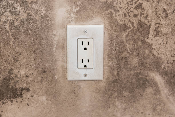 Best Attic Mold Removal  in Spring Hill, FL
